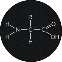 Amino Acids Quiz